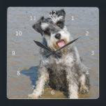 Schnauzer miniature dog cute photo at beach, gift square wall clock<br><div class="desc">Beautiful photo of a cute miniature schnauzer dog at the beach wall clock.  great gift idea for dog lovers</div>