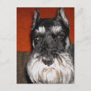Schnauzer Postcard