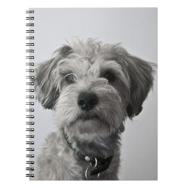 Schnauzer Puppy Portrait Photo Notebook (Front)