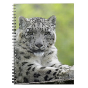 Schneeleopard Spiral Notebook