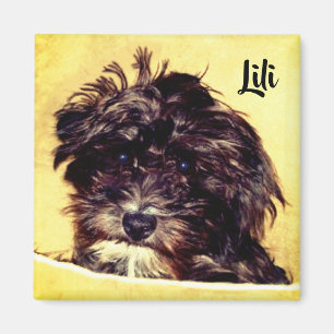 Schnoodle Dog Square Magnet