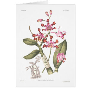 Schomburgkia tibicinis