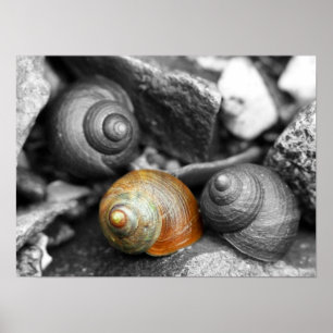 Schoodic Snails II Poster