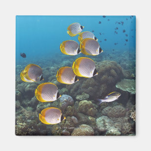 School of angelfish magnet