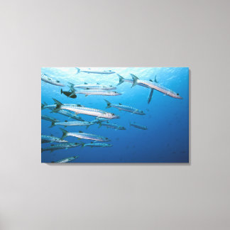 School of blackfin barracuda (Sphyraena qenie) Canvas Print