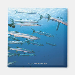 School of blackfin barracuda (Sphyraena qenie) Magnet