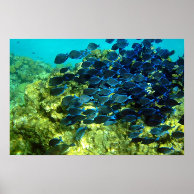 School of  Blue Tang Poster (Front)