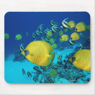 School of Butterfly Fish Swimming on the Seabed Mouse Pad