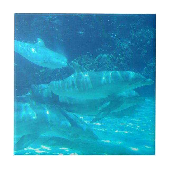 School of Dolphins Tile (Front)