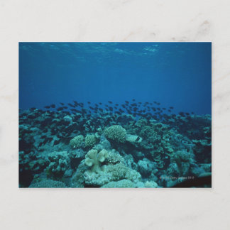 School of Fish 10 Postcard