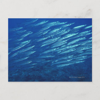 School of Fish 11 Postcard
