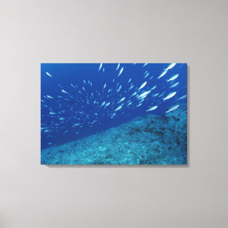 School of Fish 12 Canvas Print