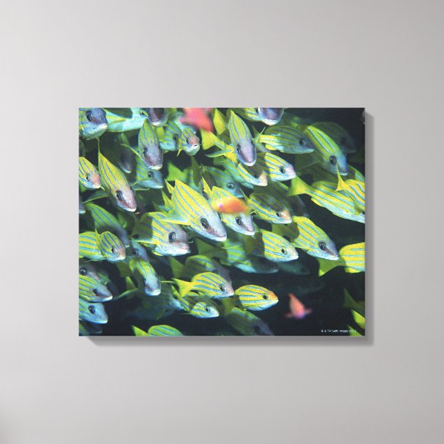 School of Fish 13 Canvas Print (Front)