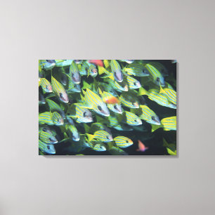 School of Fish 13 Canvas Print