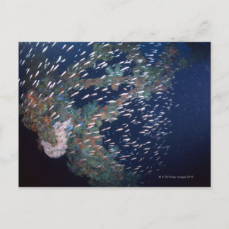 School of Fish 13 Postcard