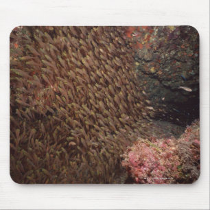 School of Fish 2 Mouse Pad