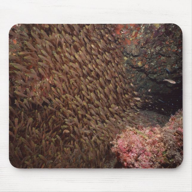 School of Fish 2 Mouse Pad (Front)