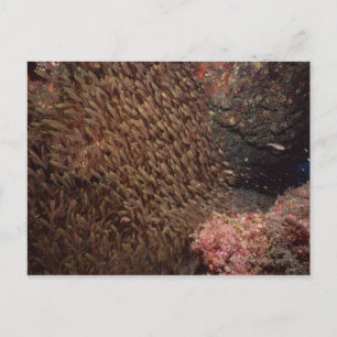 School of Fish 2 Postcard