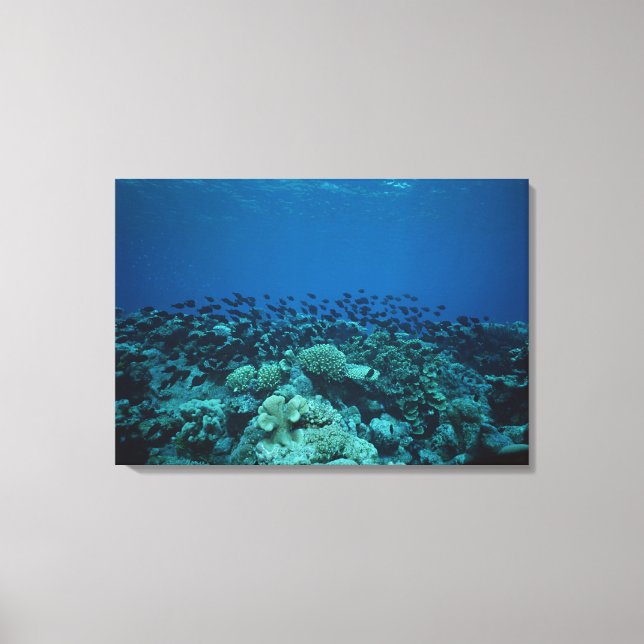 School of Fish 3 Canvas Print (Front)