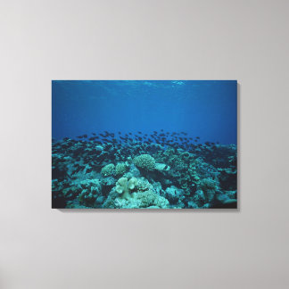 School of Fish 3 Canvas Print