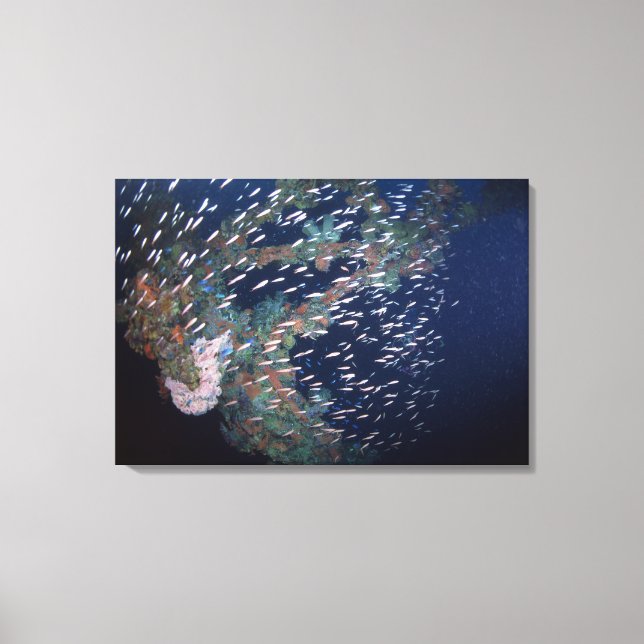 School of Fish 6 Canvas Print (Front)