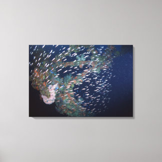 School of Fish 6 Canvas Print