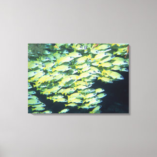 School of Fish 7 Canvas Print