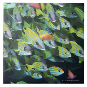 School of Fish 7 Tile