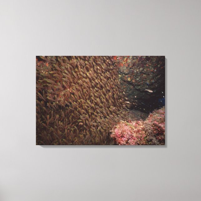 School of Fish 8 Canvas Print (Front)