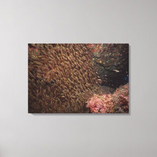 School of Fish 8 Canvas Print
