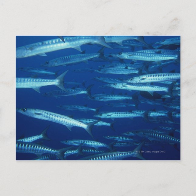 School of Fish 9 Postcard (Front)