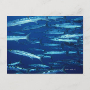 School of Fish 9 Postcard