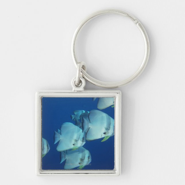 School of Fish Key Ring (Front)