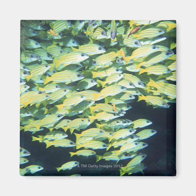 School of Fish Magnet (Front)