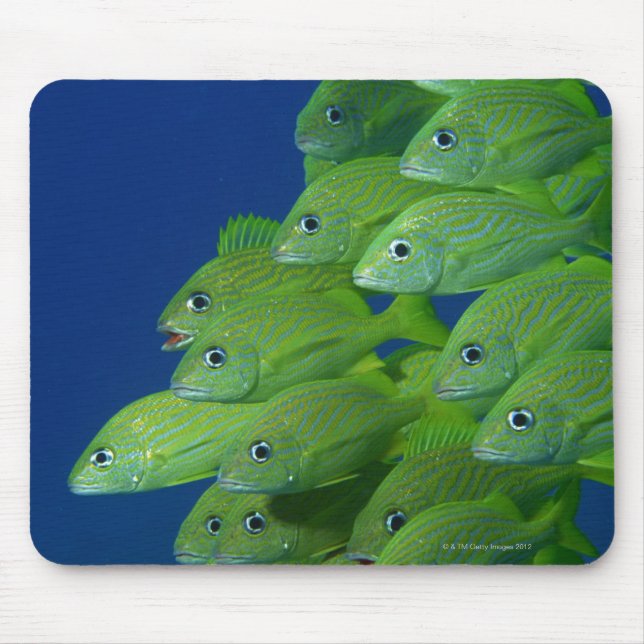 School of french bluestriped and margate grunts mouse pad (Front)