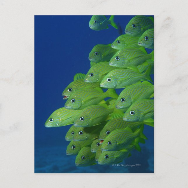 School of french bluestriped and margate grunts postcard (Front)