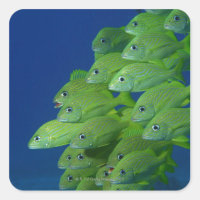 School of french bluestriped and margate grunts