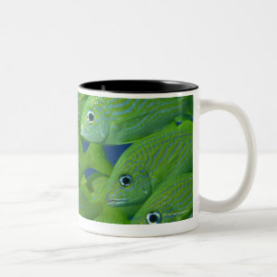 School of french bluestriped and margate grunts Two-Tone coffee mug