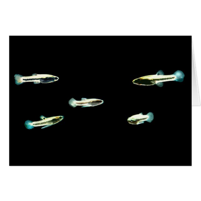 School of Least Killifish (Front Horizontal)