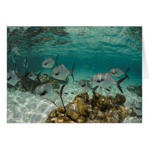 School of Permit Fish