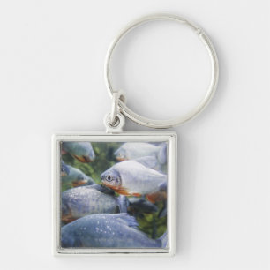 School of Piranhas (Pygocentrus nattereri) Key Ring