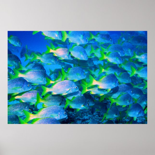 School of Snappers Poster (Front)