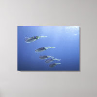 School of squid in the Caribbean