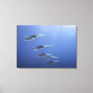 School of squid in the Caribbean Canvas Print