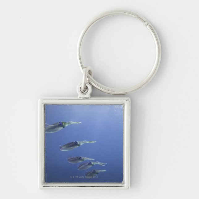 School of squid in the Caribbean Key Ring (Front)
