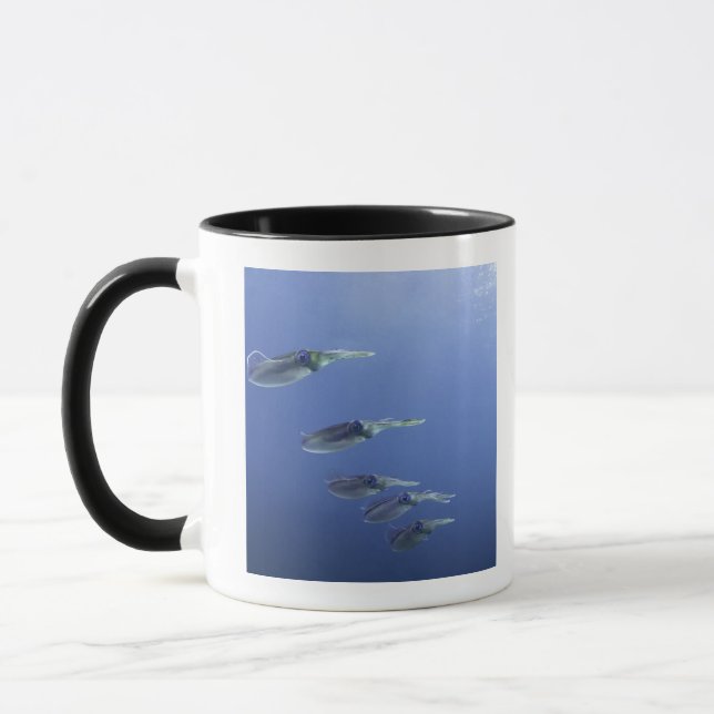 School of squid in the Caribbean Mug (Left)