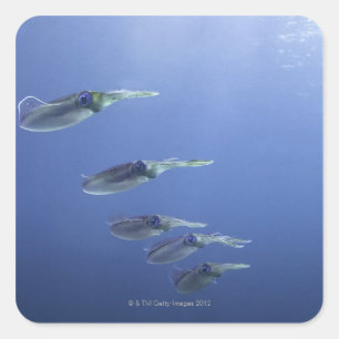 School of squid in the Caribbean Square Sticker