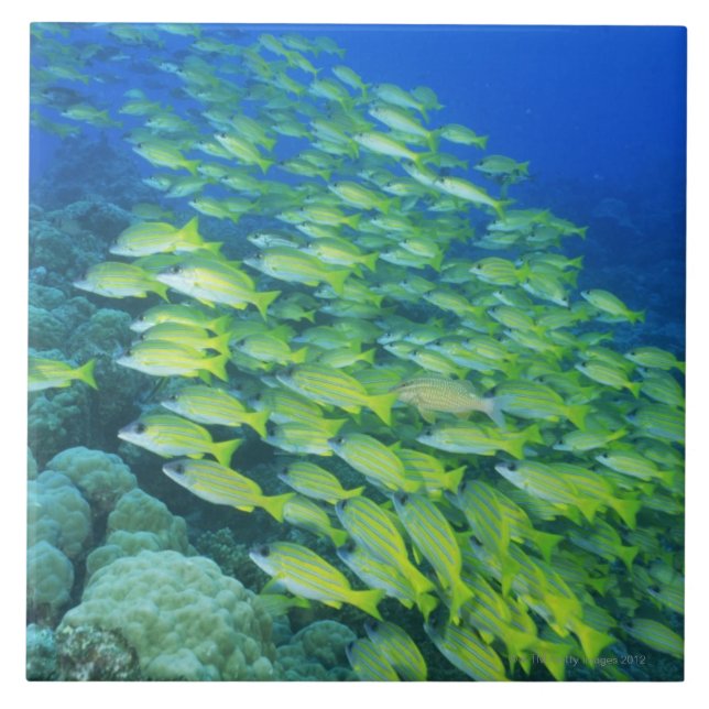School of swimming bluelined snappers tile (Front)