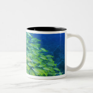 School of swimming bluelined snappers Two-Tone coffee mug
