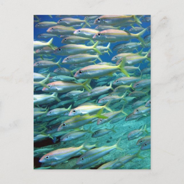 School of Yellow Tailed Goatfish Postcard (Front)